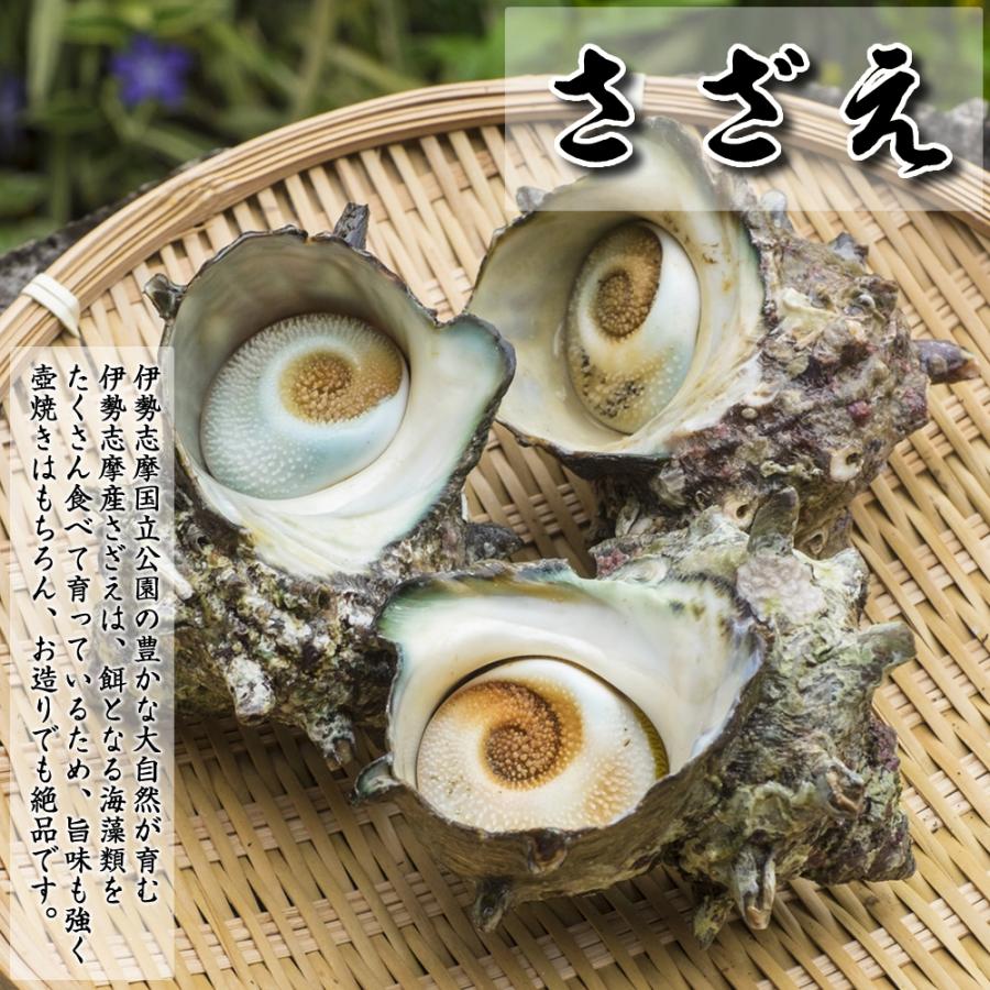 ひおうぎ貝 さざえ ばた貝 サザエ 伊勢志摩産 産地直送 アッパ貝 天然
