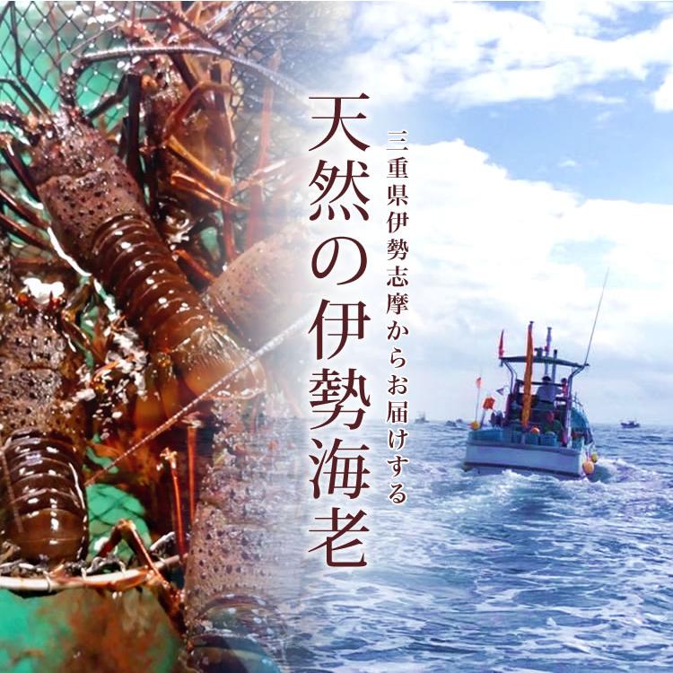熨斗対応 冷凍伊勢海老 1キロ分（2〜3匹） 楽天市場】伊勢海老