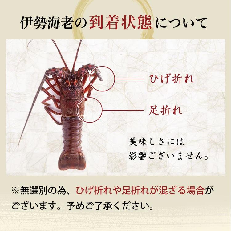 お歳暮 ギフト 贈り物に 伊勢海老 伊勢志摩産 【冷凍】 伊勢エビ