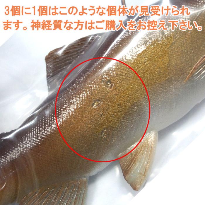 ハドルストンデラックス ハドルストン ハドルトラウト 8インチ ROF-0