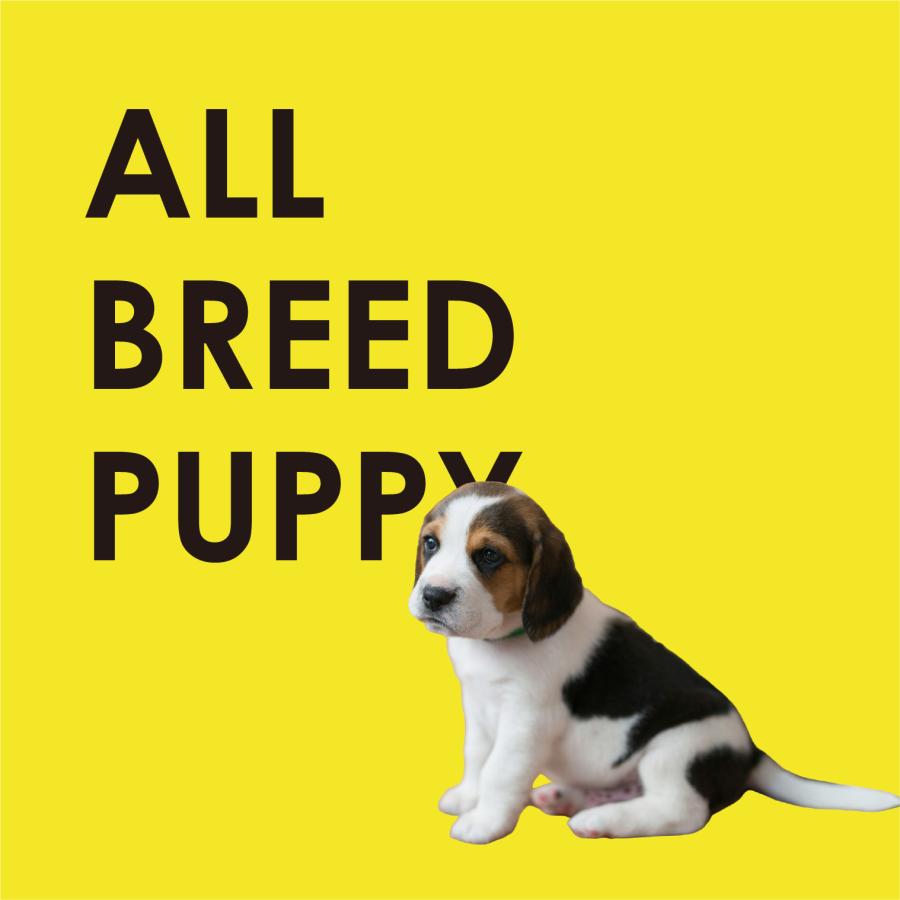 INUMESHI　フィースト　子犬用　全犬種用　15kg　ブリーダーパック |  | 11