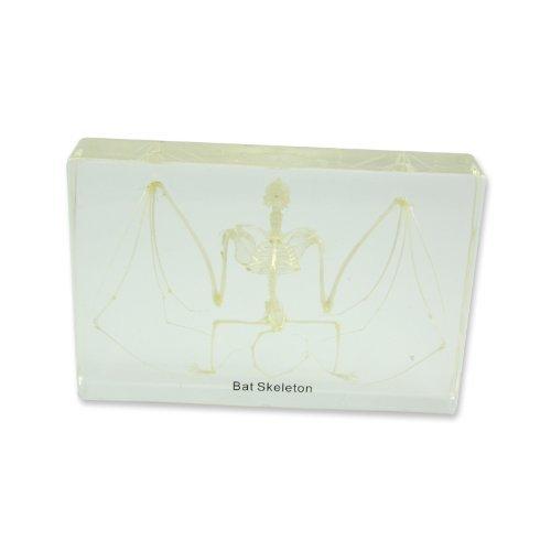 REALBUG BatスケルトンSpecimen