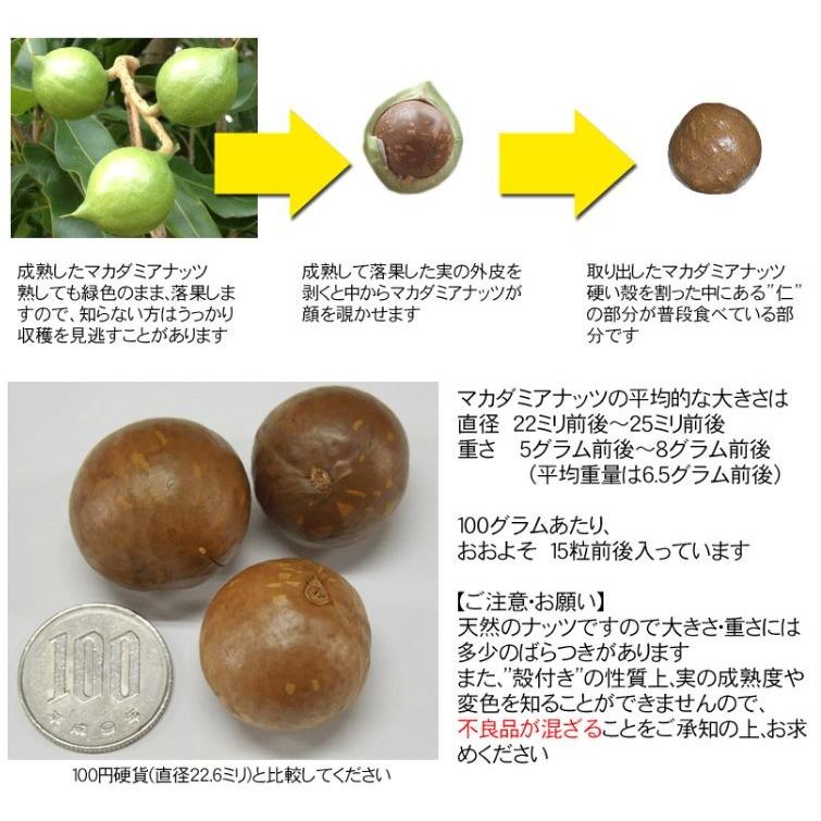 ナッツ マカダミアナッツ 殻付き 2kg(1kg×2袋) 送料無料 ロースト
