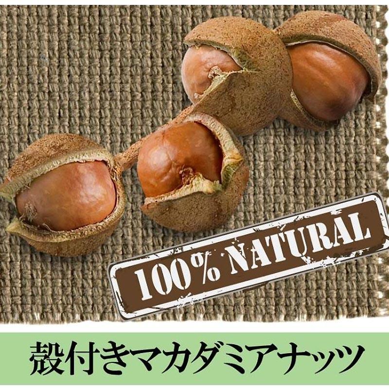 ナッツ マカダミアナッツ 殻付き 760g(380g×2袋) 殻割り器 ナッツ マカダミアナッツ 殻付き 760g(380g×2袋) 殻割り器