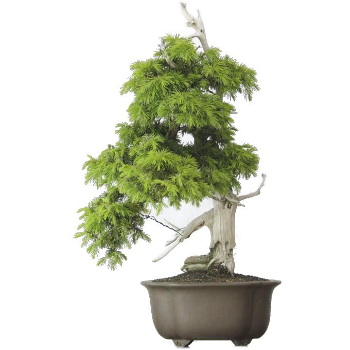 トショウ 模様樹 杜松 トショウ 一点物 セット 派手な神 中国鉢 盆栽 古いトショウ 一点物 一点もの Bonsai