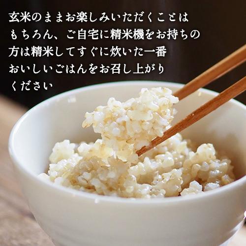 令和7年度産 大分県豊後高田市産 荘園米 ヒノヒカリ 玄米 11kg(5.5kg×2
