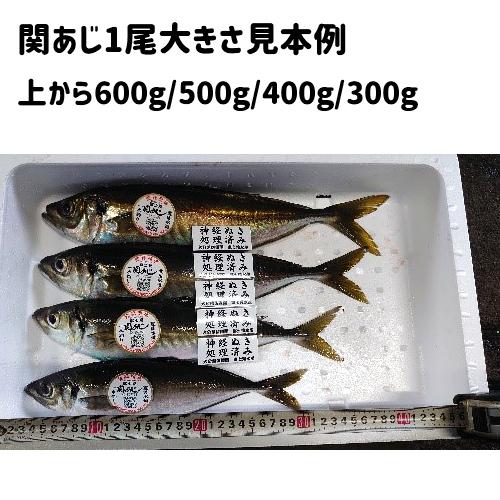 名入れ無料 おんせん県おおいた 活締めした新鮮な関アジ 鮮魚 2尾 約300g 2 脂がのった関あじ 佐賀関漁港から直送 富士見水産 Wantannas Go Id