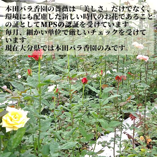 食べられるほど安心な薔薇天使のバラ ミニ丈ブーケ 色MIX 残留農薬ゼロ アトリエ天使のバラ ほんだバラ香園 送料込｜onsenken-oita｜06