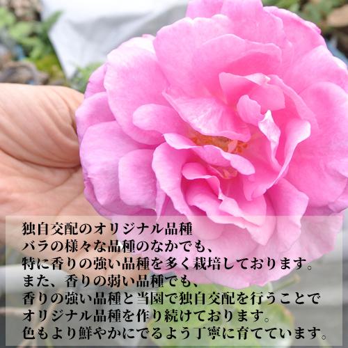 食べられるほど安心な薔薇 天使のバラ ブーケMサイズ イエローオレンジ系 残留農薬ゼロ アトリエ天使のバラ ほんだバラ香園 送料込｜onsenken-oita｜07