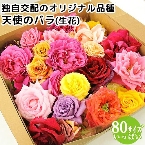 食べられるほど安心な薔薇 天使のバラ 花頭BOX キングサイズ 80サイズ