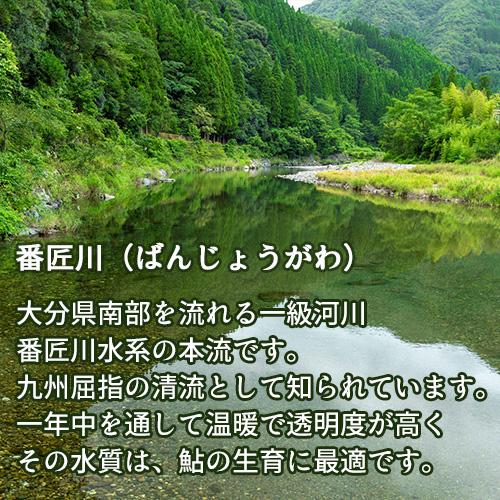 大分県産準天然あゆ 子持鮎の姿煮４尾・やき鮎の昆布巻４尾 献上鮎（桐箱入）鮎甘露煮 真子 番匠川 錦幸園 送料込｜onsenken-oita｜06