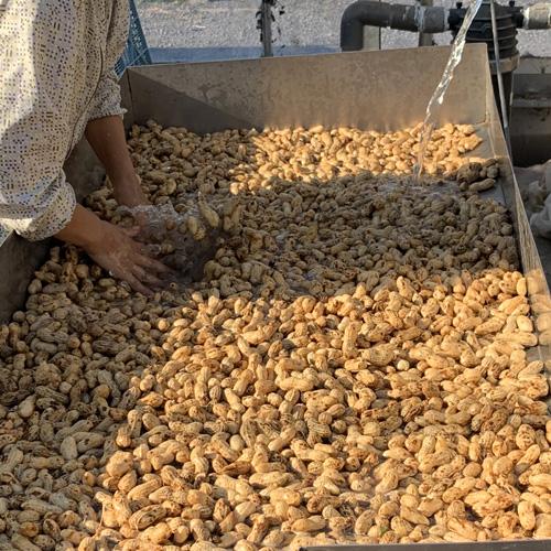 大分県産 粒揃い 塩煎り落花生 100g 千葉半立 国産 減農薬 高田みづほ園｜onsenken-oita｜07