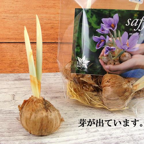 水 土 日光なしで育つ 八世屋 卸売り サフラン球根