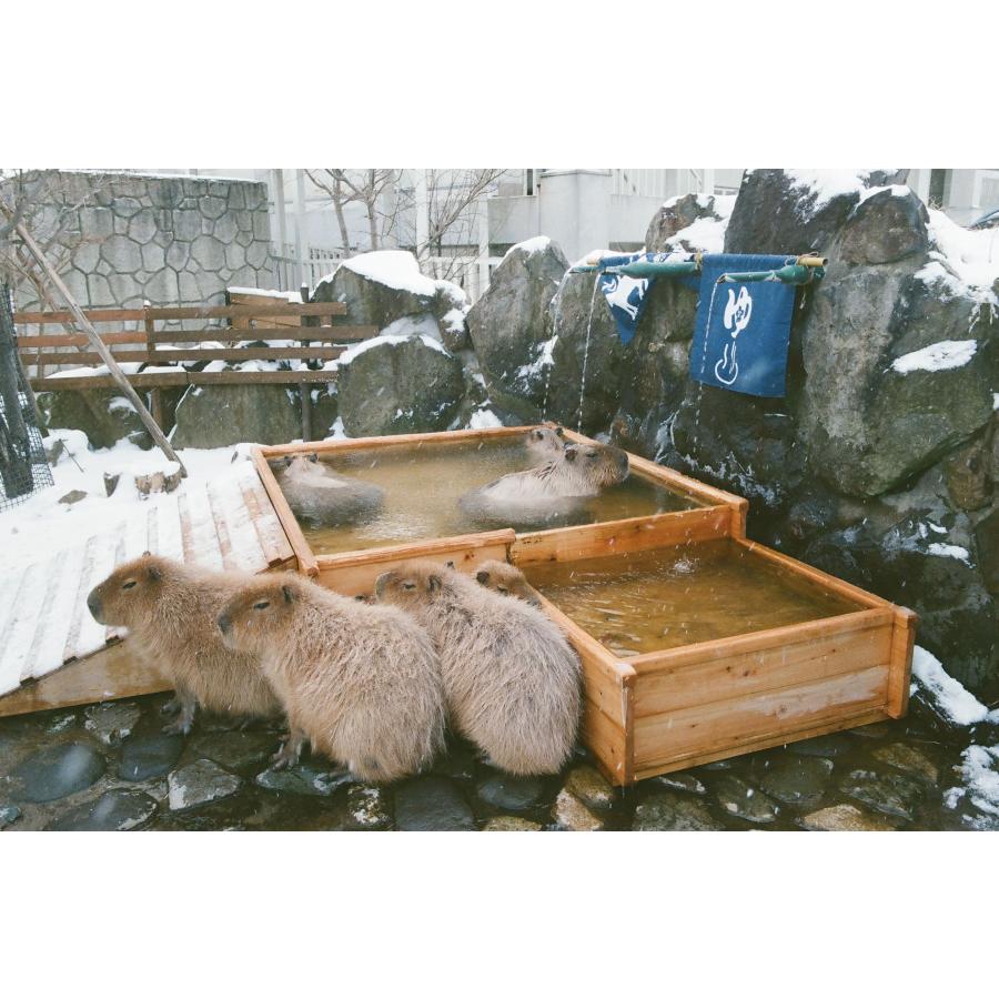 Kodak カラーネガフィルム ULTRAMAX 400 35mm 36枚撮 10本セット | Kodak | 08
