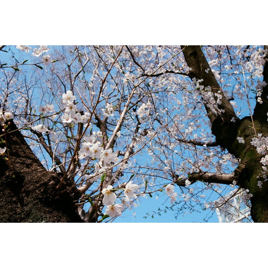 Kodak カラーネガフィルム ULTRAMAX 400 35mm 36枚撮 10本セット | Kodak | 09