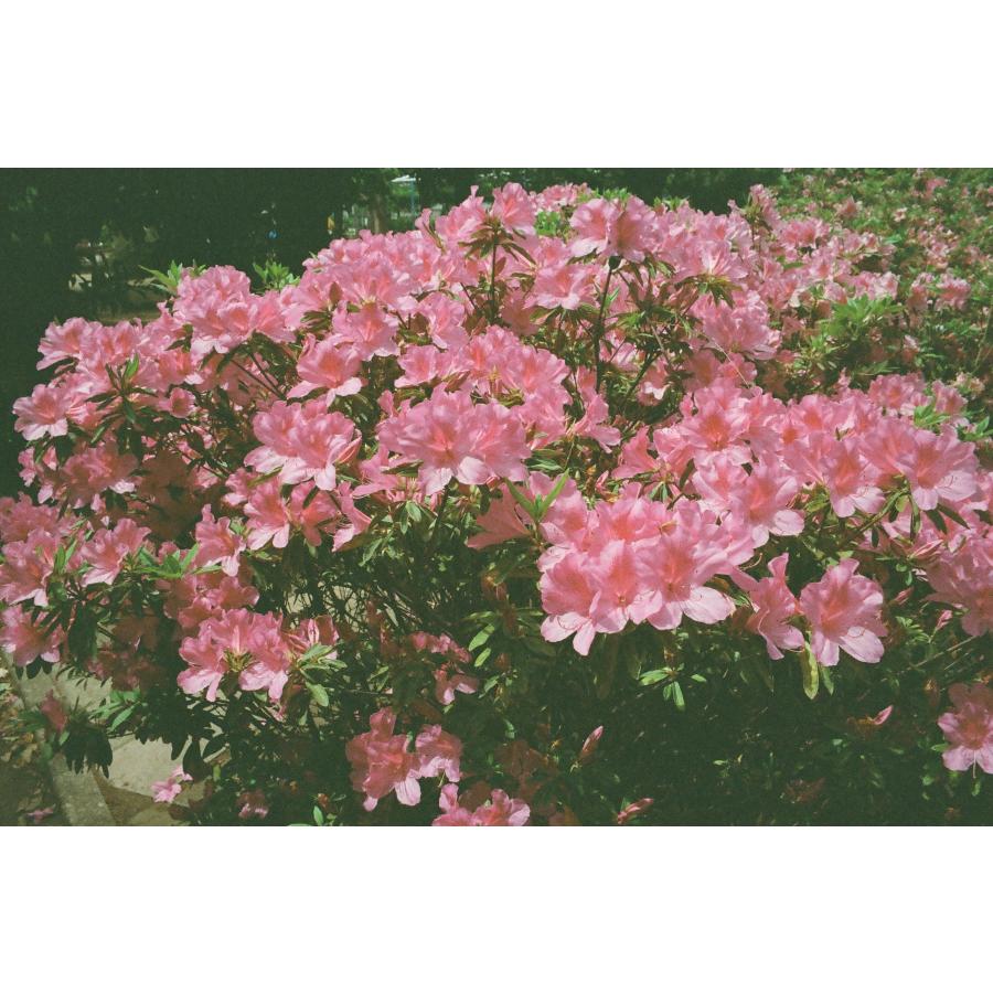 Kodak カラーネガフィルム ULTRAMAX 400 35mm 24枚撮 6本セット_3
