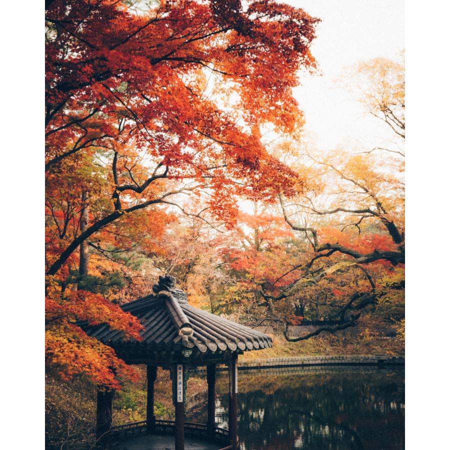 Kodak カラーネガフィルム エクター100 120 5本パック 8314098 | Kodak | 04
