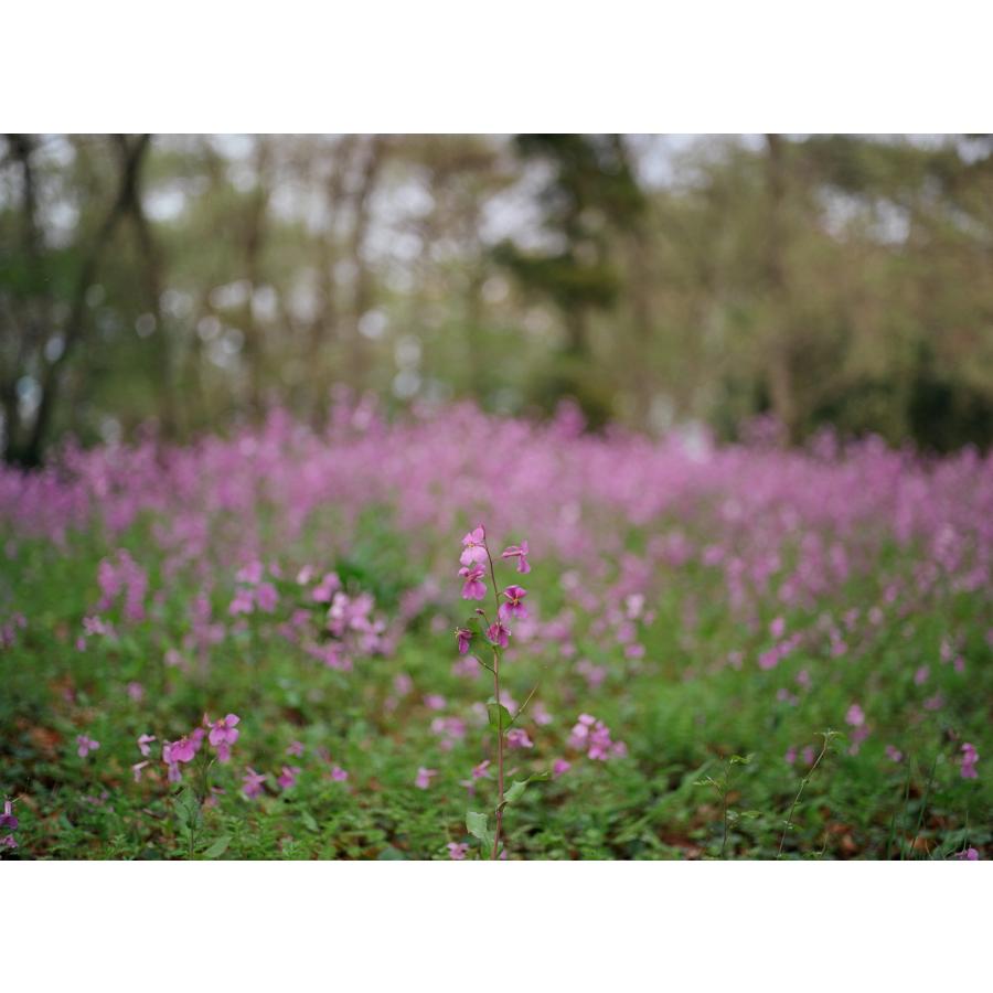 Kodak カラーネガフィルム エクター100 120 10本パック | Kodak | 04