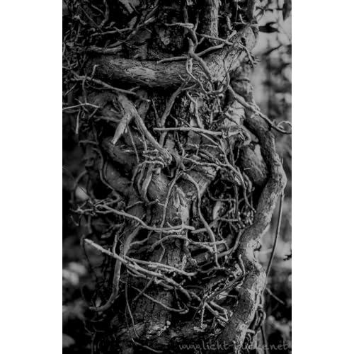 ORWO UN54 ISO100 黒白ネガティブフィルム 35mm 36枚撮 10本セット