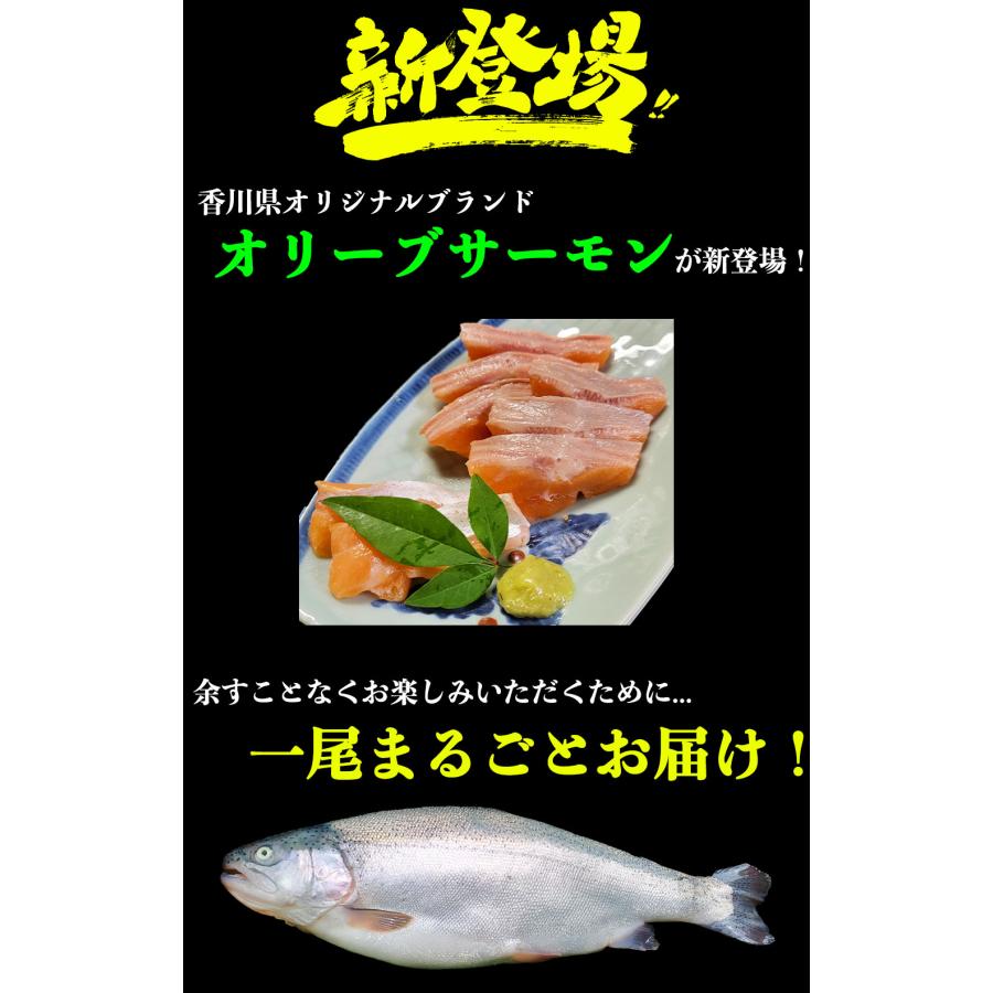 まるごと一尾お届け オリーブサーモン 約1.5〜2kg前後 鮮魚 冷蔵便 チルドヤ_1