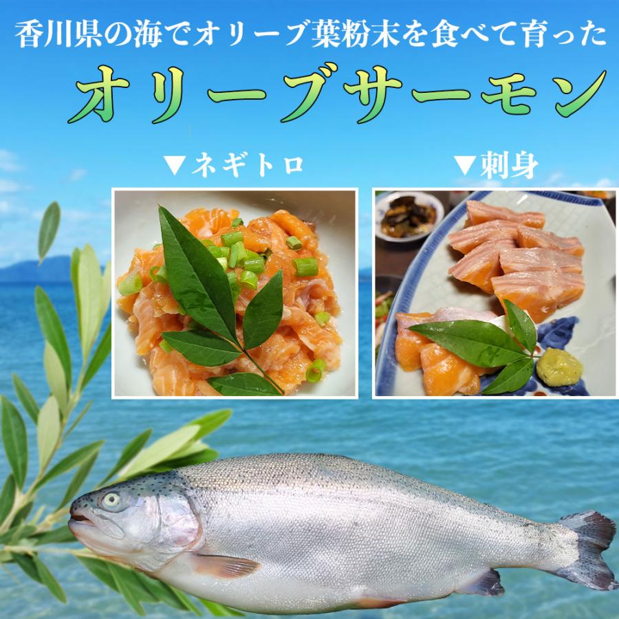 まるごと一尾お届け オリーブサーモン 約1.5〜2kg前後 鮮魚 冷蔵便 チルドヤ_2