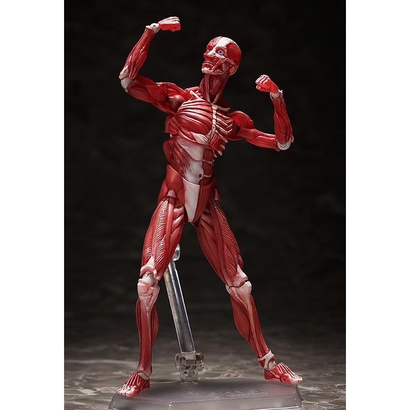 FREEing figma 人体模型 ノンスケール ABS&PVC製 塗装済み可動