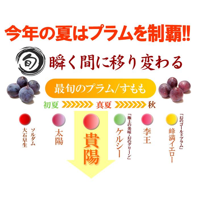 貴陽 プラム (7-12玉/約1.8kg) 山梨・長野産 秀品 きよう 国産 すもも