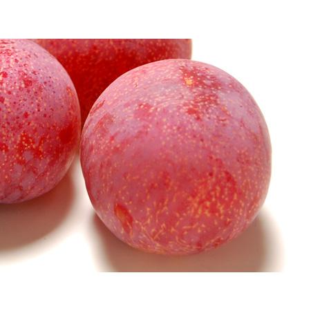 貴陽 プラム (7-12玉/約1.8kg) 山梨・長野産 秀品 きよう 国産 すもも
