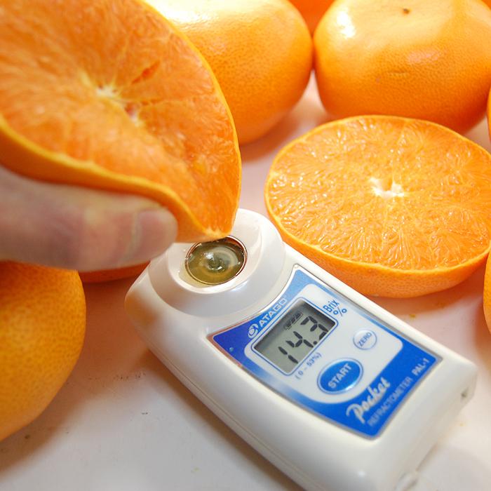 ハウス せとか 2L-3L (約3kg) 愛媛/佐賀産 秀品 贈答 ギフト セトカ