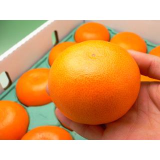 ハウス せとか 2L-3L (約3kg) 愛媛/佐賀産 秀品 贈答 ギフト セトカ