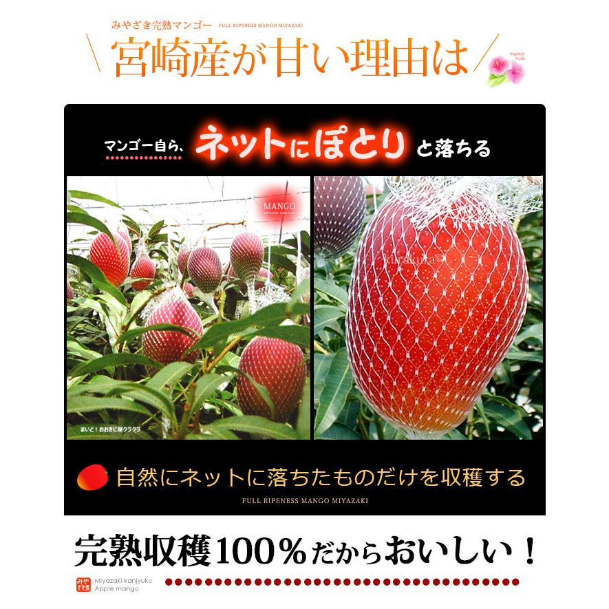 宮崎マンゴー (2L×2玉/約700g) 宮崎産 赤秀〜青秀 宮崎完熟マンゴー