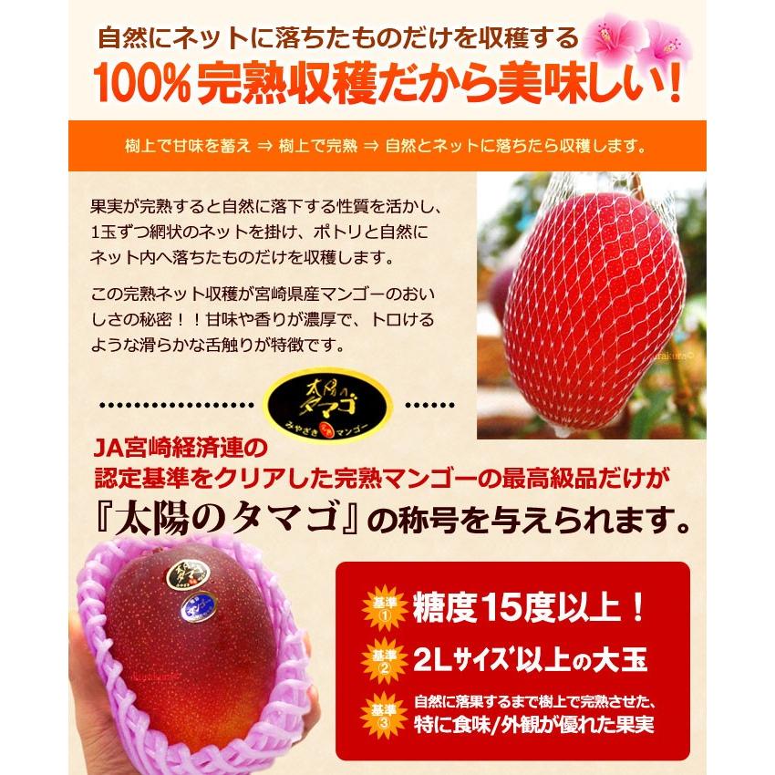 太陽のタマゴ (4L×2玉/約1020g) 宮崎産 赤秀〜青秀 太陽のたまご