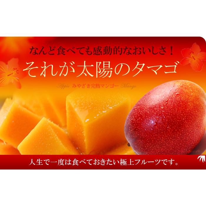 太陽のタマゴ (4L×2玉/約1020g) 宮崎産 赤秀〜青秀 太陽のたまご