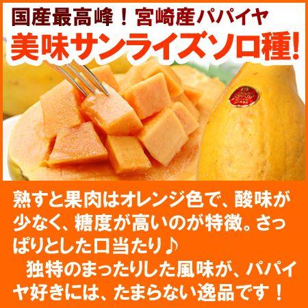 宮崎 パパイヤ 3L-4L (約2kg) 宮崎産 秀品 大玉 ギフト 贈答 国産 完熟 パパイヤ パパイア サンライズソロ 食品 フルーツ 果物 パパイヤ ギフト 贈答 進物｜ookiniya｜02