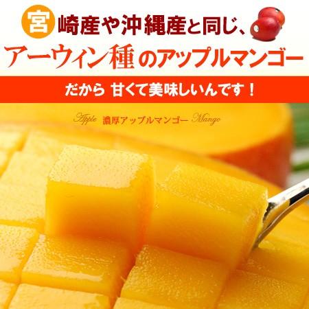 台湾マンゴー (12-14玉/約5kg) 台湾産 アーウィンマンゴー 愛文 マンゴー まんごー taiwan mango 日本向け栽培 食品 フルーツ 果物 マンゴー アップルマンゴー｜ookiniya｜03