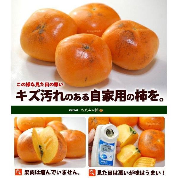 訳あり 種なし柿 (約7.5kg) 和歌山県 九度山産 たねなし柿 種無し柿 種