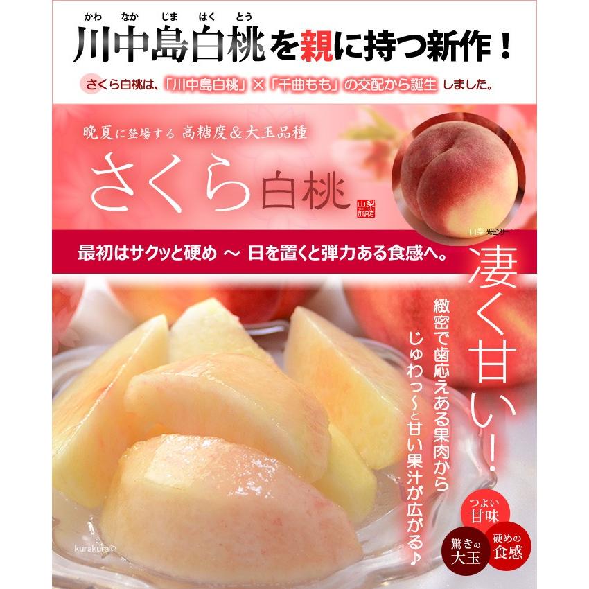 さくら白桃 信玄 5L×6玉 (約2.8kg) 山梨産 秀品 大玉 桃 もも