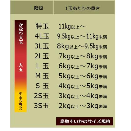 鳥取 大栄すいか 秀品 (4L×2玉) 鳥取産 スイカ 大栄スイカ すいか だいえい ダイエイ 西瓜 光糖度センサー 空洞検査 食品 フルーツ 果物 スイカ 贈答 ギフト｜ookiniya｜07