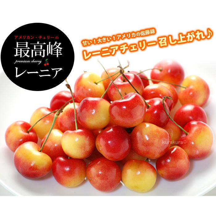 レーニア チェリー GEE WHIZ (ジーウィズ) (約1kg) アメリカワシントン州産 レイニア オービル農園 オービルフルーツ社 さくらんぼ チェリー アメリカンチェリー_4