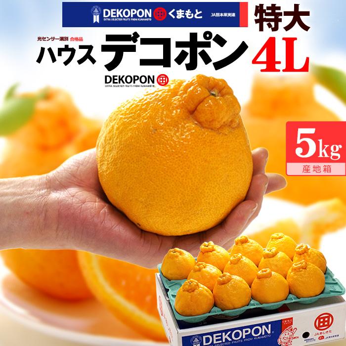 ハウス デコポン 4L 12玉前後 (約5kg) 熊本産 贈答 化粧箱 ギフト 糖度