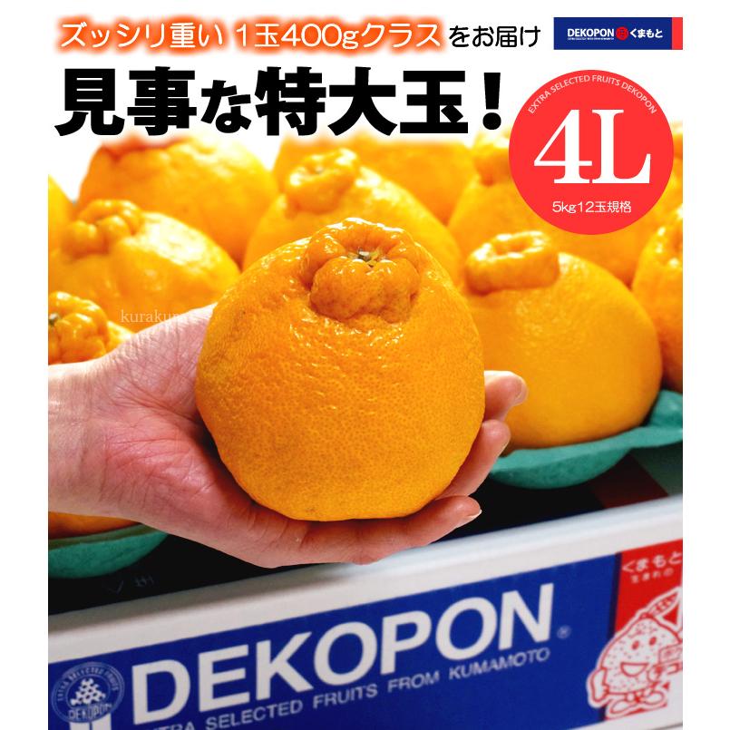 ハウス デコポン 4L 12玉前後 (約5kg) 熊本産 贈答 化粧箱 ギフト 糖度