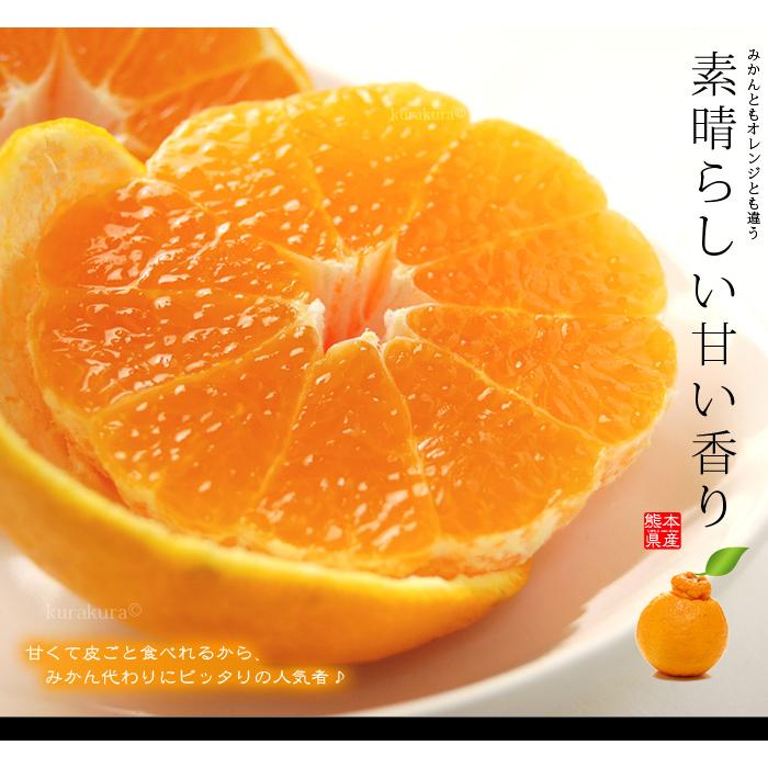 ハウス デコポン 4L 12玉前後 (約5kg) 熊本産 贈答 化粧箱 ギフト 糖度