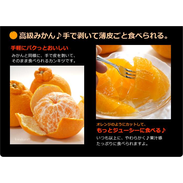 ハウス デコポン 4L 12玉前後 (約5kg) 熊本産 贈答 化粧箱 ギフト 糖度