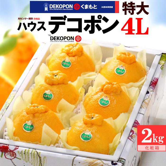 ハウス デコポン 4L 6玉 (約2.4kg) 熊本産 贈答 化粧箱 ギフト 糖度13