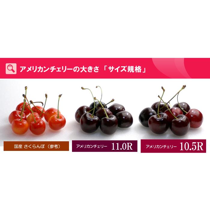 アメリカンチェリー ビング種 (約3kg) ワシントン州産 大粒 10.5R