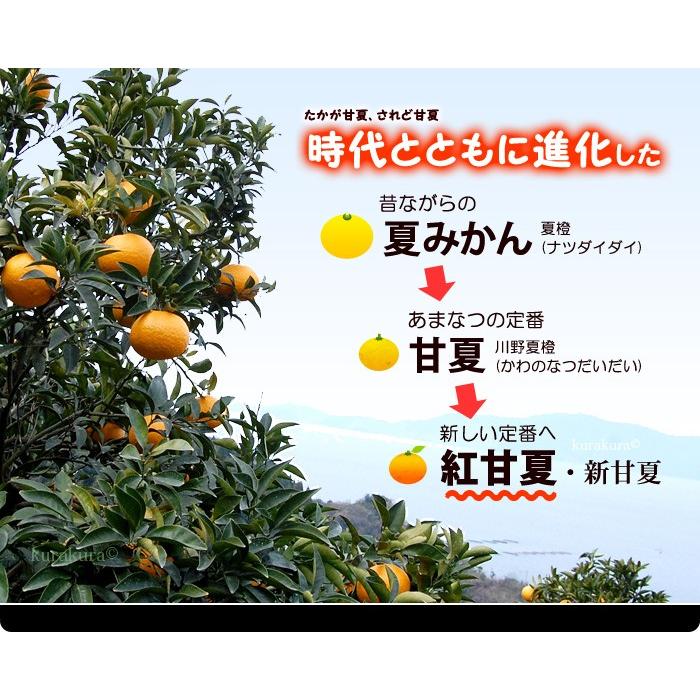 紅甘夏みかん 2L-3L (約4kg) 鹿児島産 紅あまなつ 紅甘夏 甘 紅甘夏みかん 2L-3L (約4kg) 鹿児島産 紅あまなつ 紅甘夏 甘