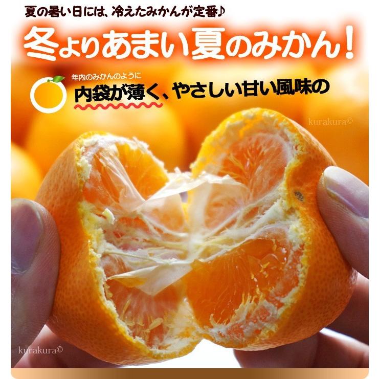 食品 パパイヤ様 山北みかん5キロ