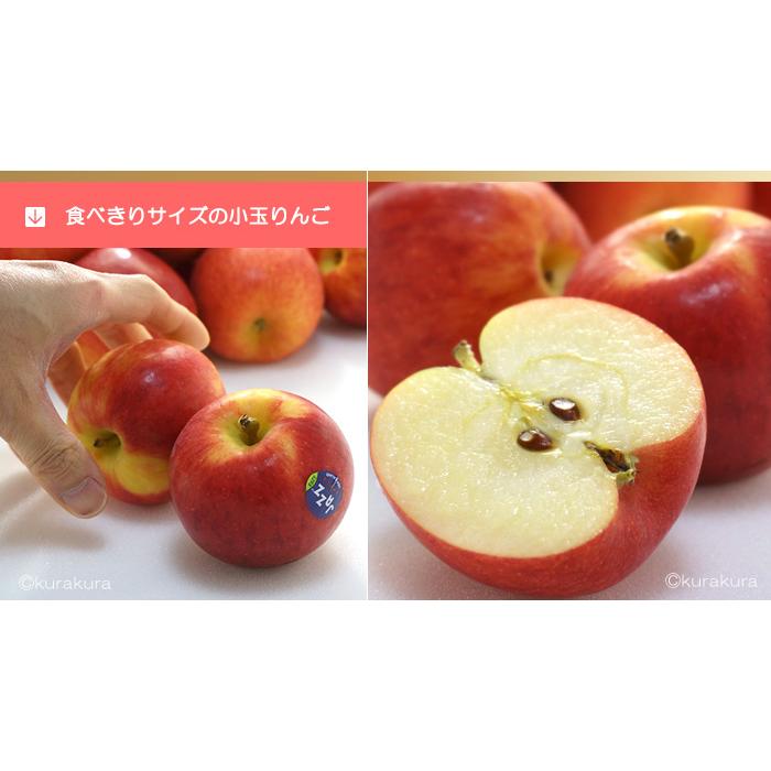 jazz りんご (約18kg) ニュージーランド産 ジャズ りんご リンゴ 林檎 jazz apple 食品 フルーツ 果物 輸入 高糖度 甘い ジャズりんご 小玉｜ookiniya｜06