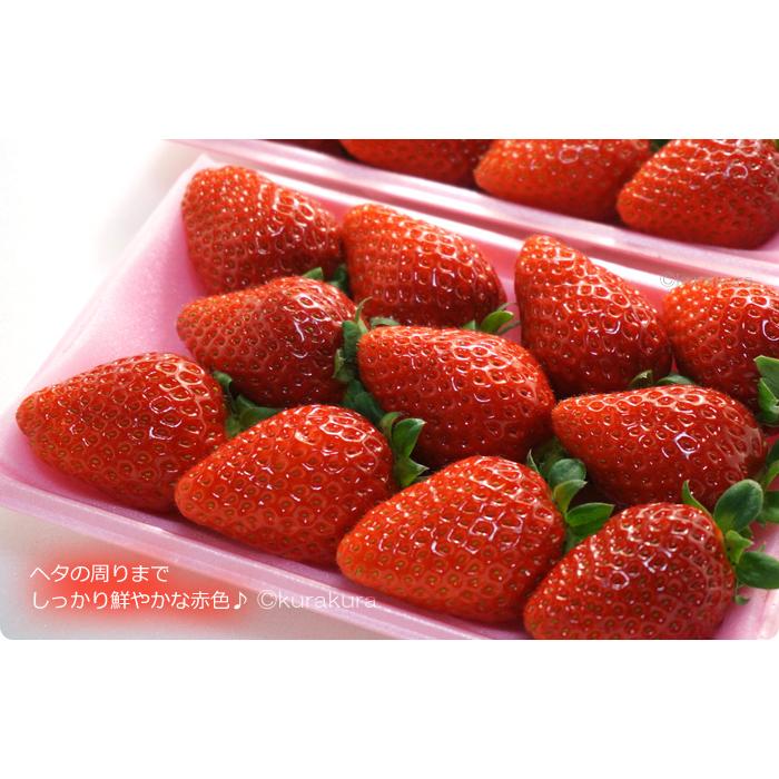 まりひめ いちご デラックス (約300g×2P) 和歌山産 秀品 まり まりひめ いちご デラックス (約300g×2P) 和歌山産 秀品 まり