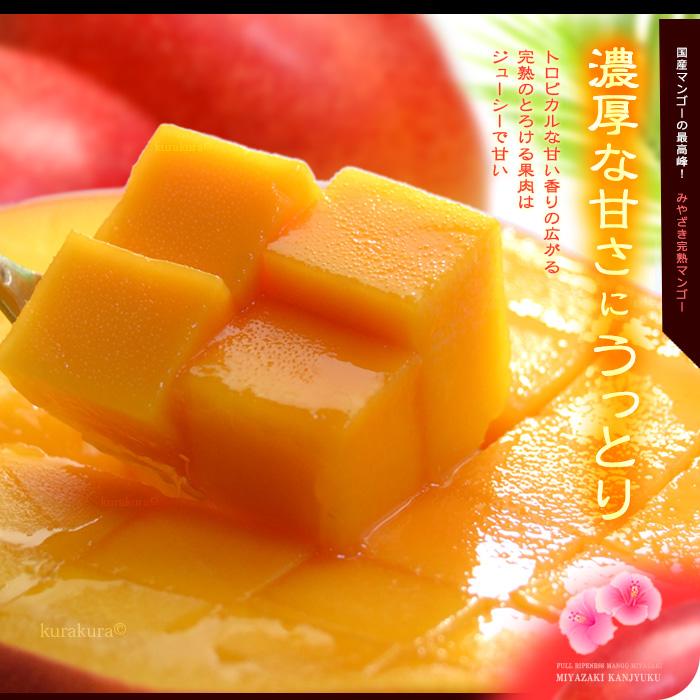 宮崎マンゴー (4L×2玉/約1020g) 宮崎産 赤秀〜青秀 完熟マンゴー 宮崎マンゴー (4L×2玉/約1020g) 宮崎産 赤秀〜青秀 完熟マンゴー
